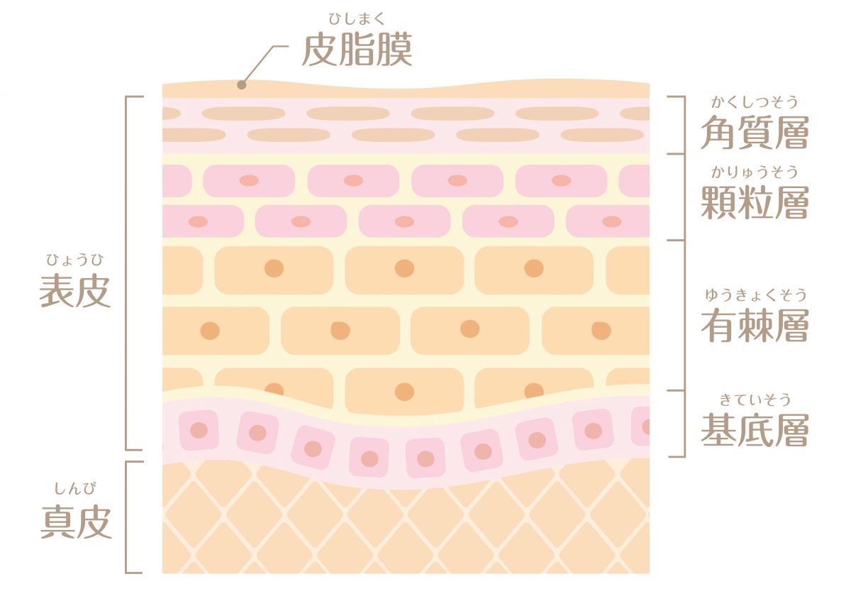 角質層と真皮層