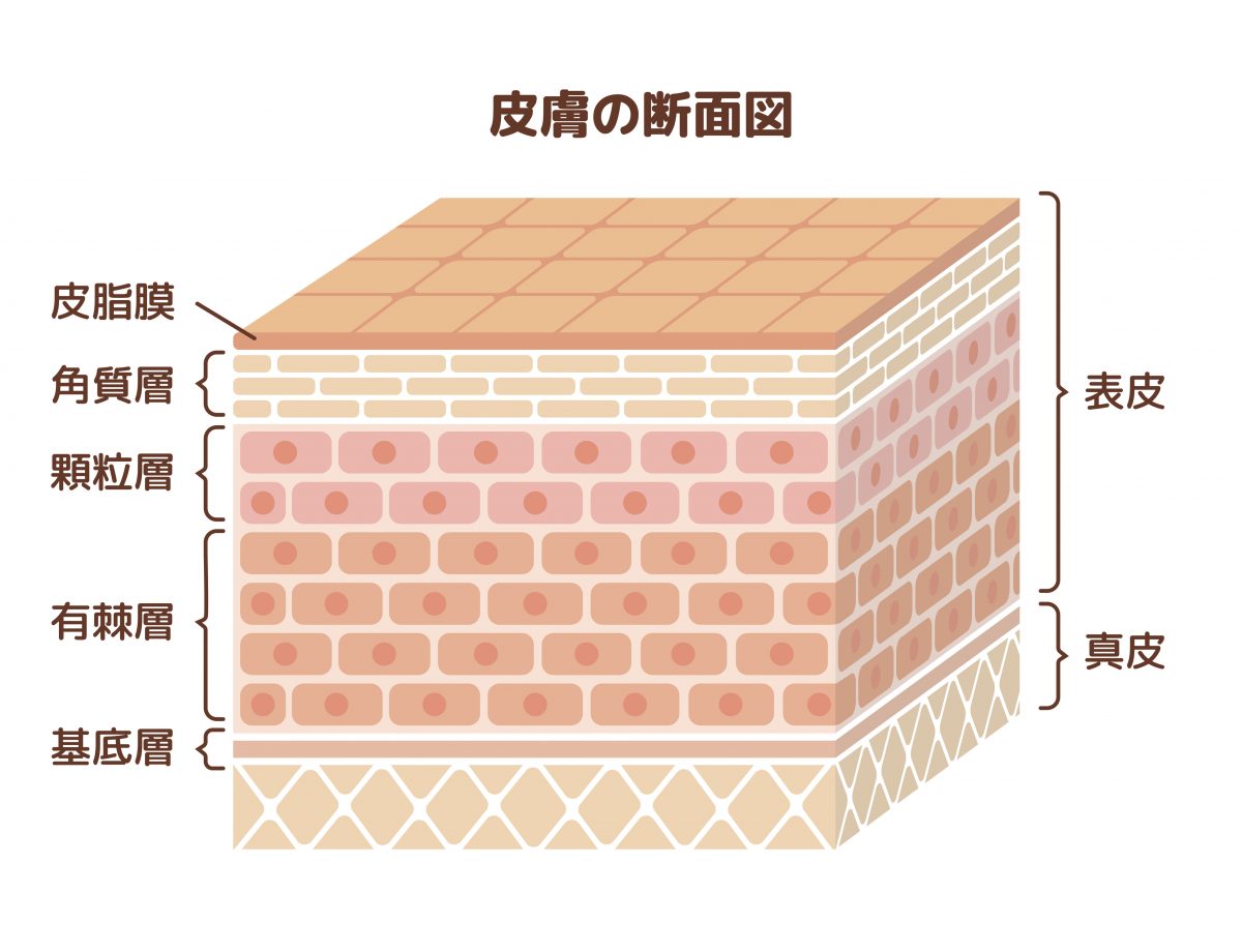 皮膚の断面図