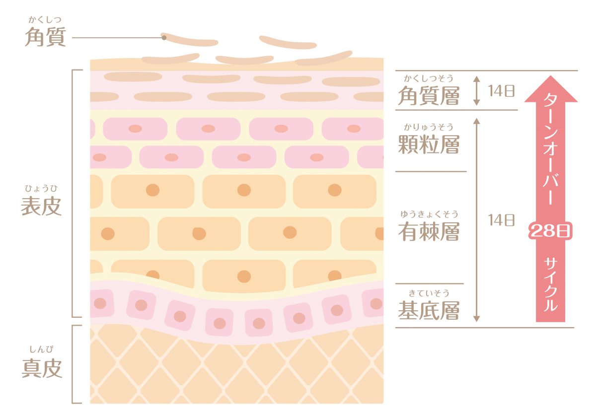 ターンオーバー周期