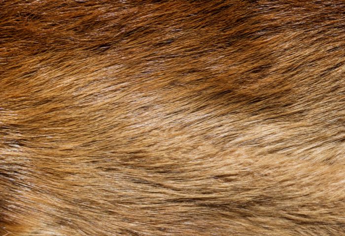 エンバ毛皮とは、高価買取に期待ができる