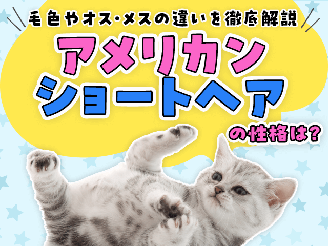 アメリカンショートヘアの性格は？毛色やオス・メスの違いを徹底解説