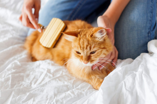 猫がブラッシングを嫌がる理由って 正しいやり方と頻度で即解決