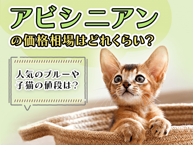 アビシニアンの価格相場はどれくらい？人気のブルーや子猫の値段は？