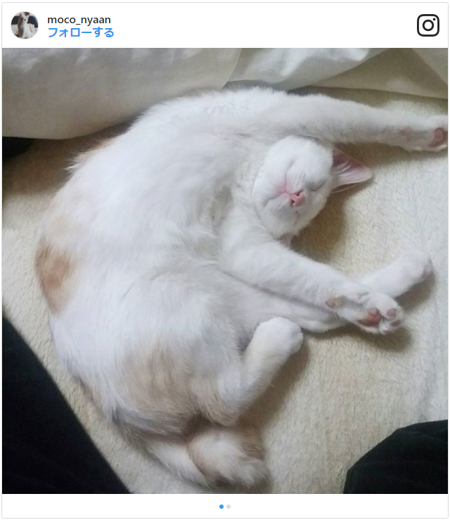 画像あり 猫の寝相に隠された意味 悪い寝相の心理や気持ちは