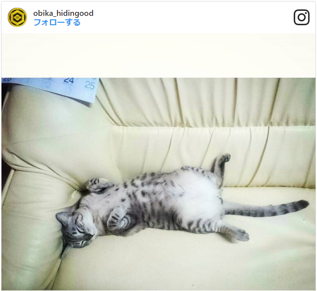 画像あり 猫の寝相に隠された意味 悪い寝相の心理や気持ちは