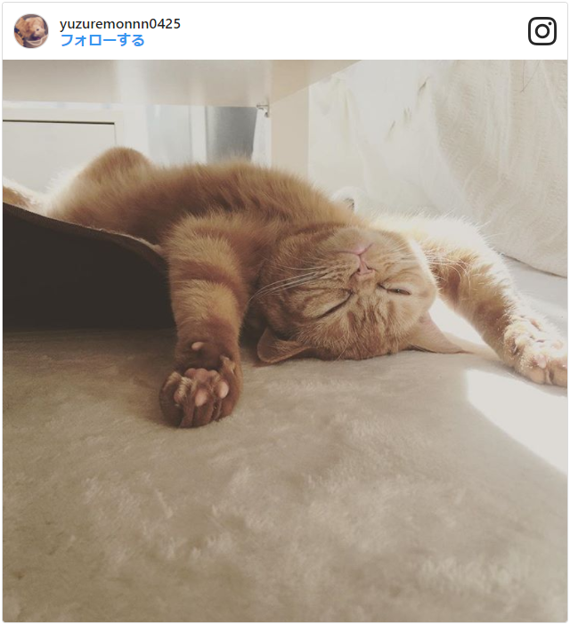 画像あり 猫の寝相に隠された意味 悪い寝相の心理や気持ちは