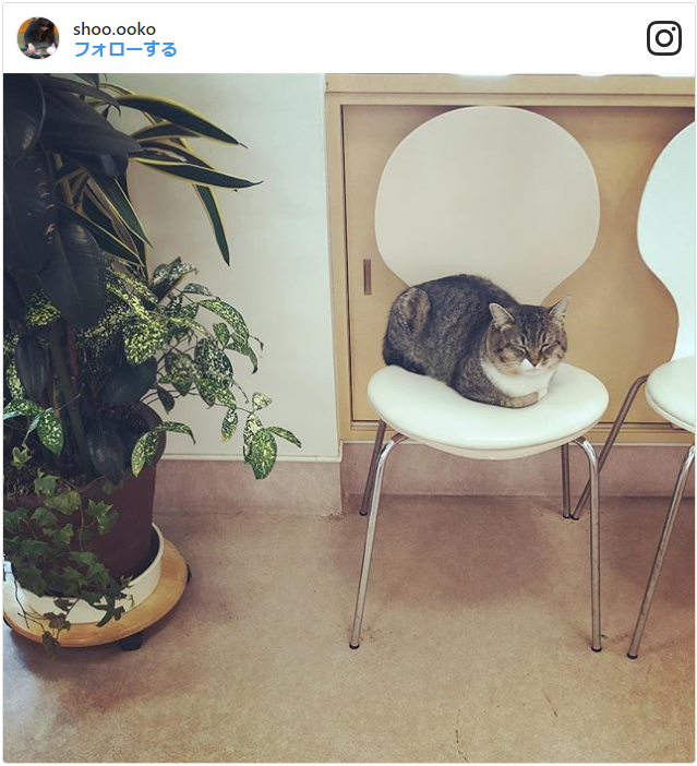 画像あり 猫の寝相に隠された意味 悪い寝相の心理や気持ちは