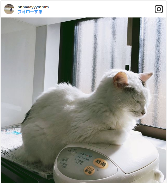 画像あり 猫の寝相に隠された意味 悪い寝相の心理や気持ちは
