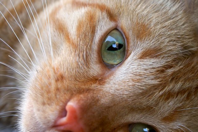猫がゆっくり瞬きする本当の意味は 瞬きの仕方でわかる猫の心理