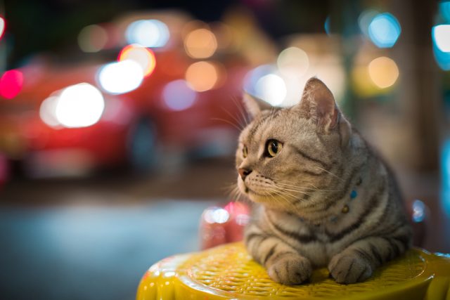 猫の鳴き声がうるさい 猫が鳴く理由と簡単なしつけ 対策まとめ