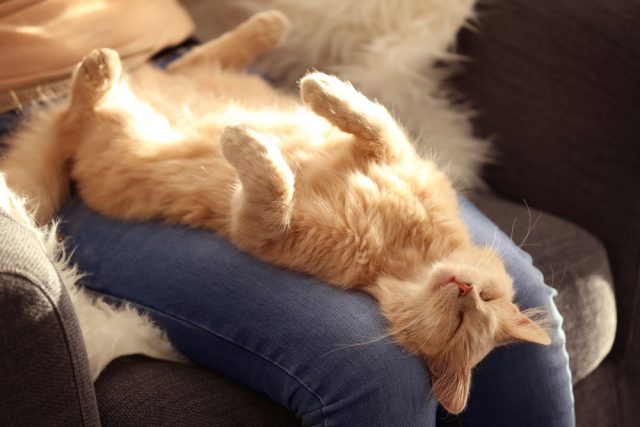 画像あり 猫の寝相に隠された意味 悪い寝相の心理や気持ちは