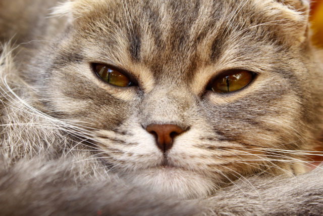 猫がゆっくり瞬きする本当の意味は 瞬きの仕方でわかる猫の心理