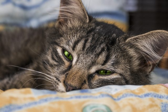 猫がゆっくり瞬きする本当の意味は 瞬きの仕方でわかる猫の心理