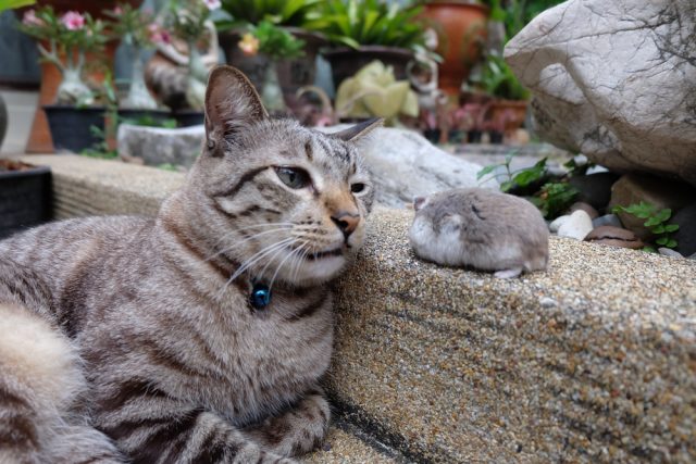 猫がネズミを食べる その理由や食べた時の対処法 病気のリスクは