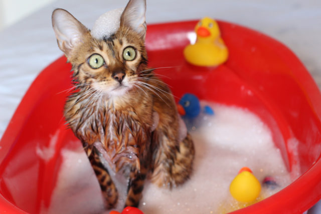 猫の毛を吸うのを止める方法