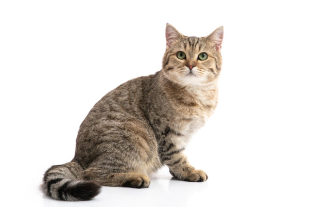 猫の抜け毛が多い 原因と4つの最適な対策 簡単な掃除方法まとめ 猫の抜け毛が多い 原因と4つの最適な対策 簡単な掃除方法まとめ