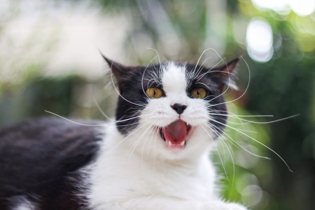 猫がなつかない 威嚇したり逃げる原因となつかせる5つのコツ