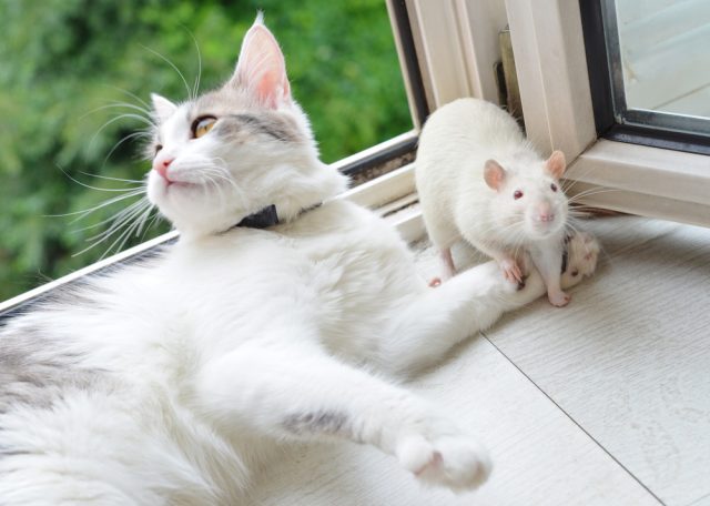猫がネズミを食べる その理由や食べた時の対処法 病気のリスクは