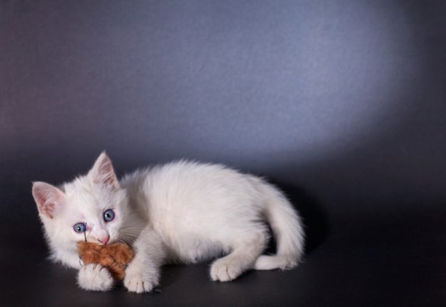 猫がネズミを食べる その理由や食べた時の対処法 病気のリスクは 猫がネズミを食べる その理由や食べた時の対処法 病気のリスクは