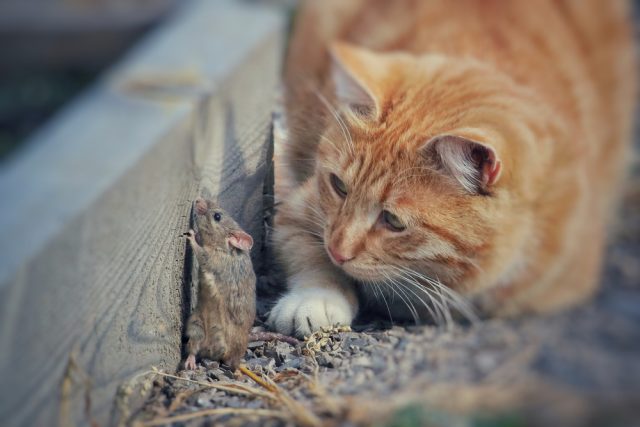 猫がネズミを食べる その理由や食べた時の対処法 病気のリスクは