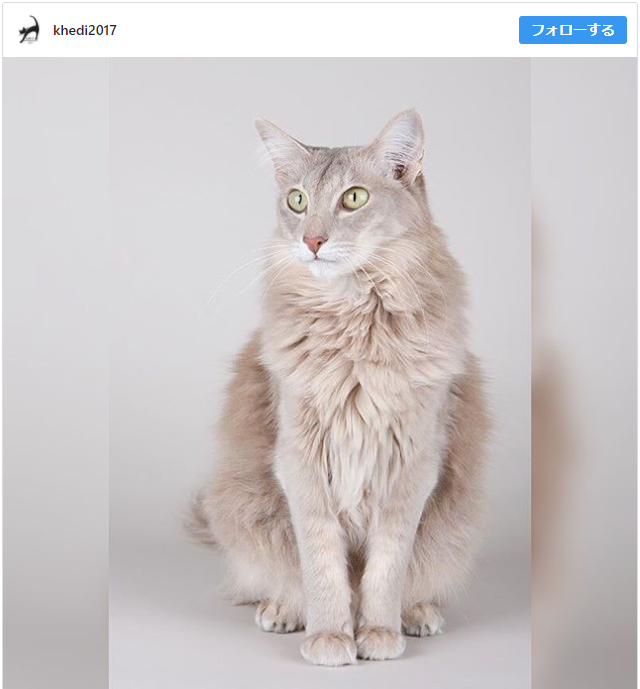 オリエンタルショートヘア：猫の品種プロフィール、特徴、お手入れ