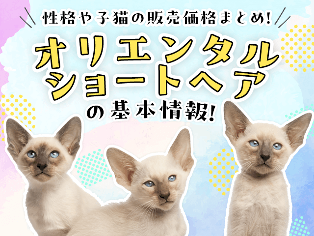 オリエンタルショートヘアの基本情報！性格や子猫の販売価格まとめ！