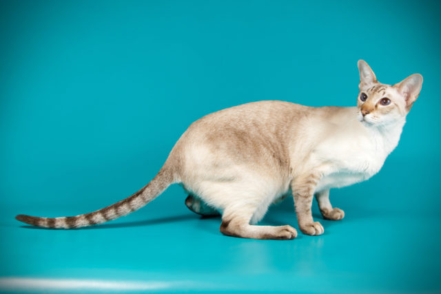 カラーポイントショートヘア：猫の品種プロフィール、特徴、お手入れ