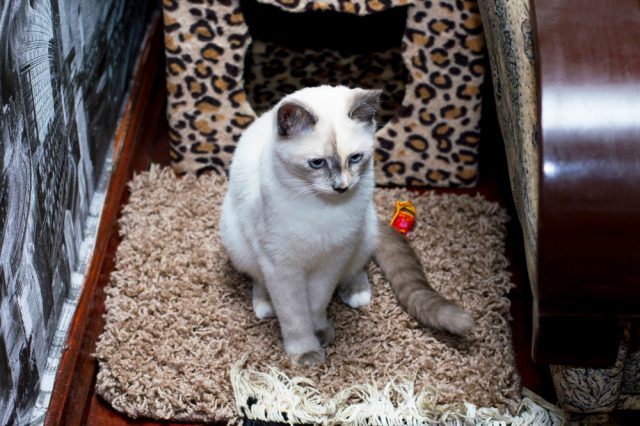 ジャワ（カラーポイントロングヘアー）：猫の品種プロフィール、特徴、お手入れ