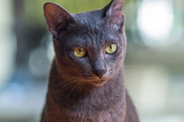 タイで人気の猫!コラットの販売価格や性格・特徴・購入方法まとめ!