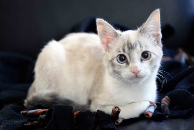カラーポイントショートヘア：猫の品種プロフィール、特徴、お手入れ