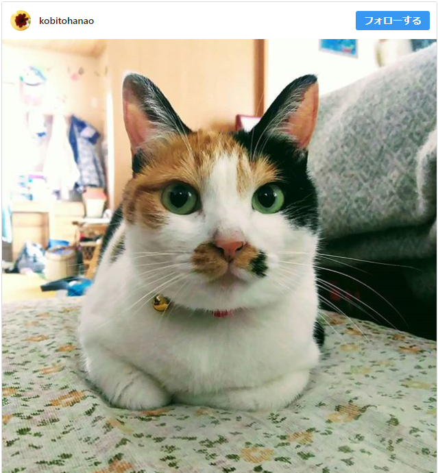 猫お座り教え方 _ 猫の気持ち 座り方 , 猫に芸を覚えさせる方法としつけへの応用術 – DADYA