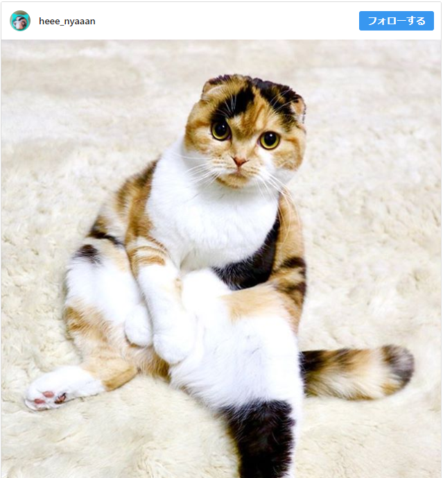 6つの猫の座り方で気持ちや病気がわかる!?おかしい時の見分け方も紹介!