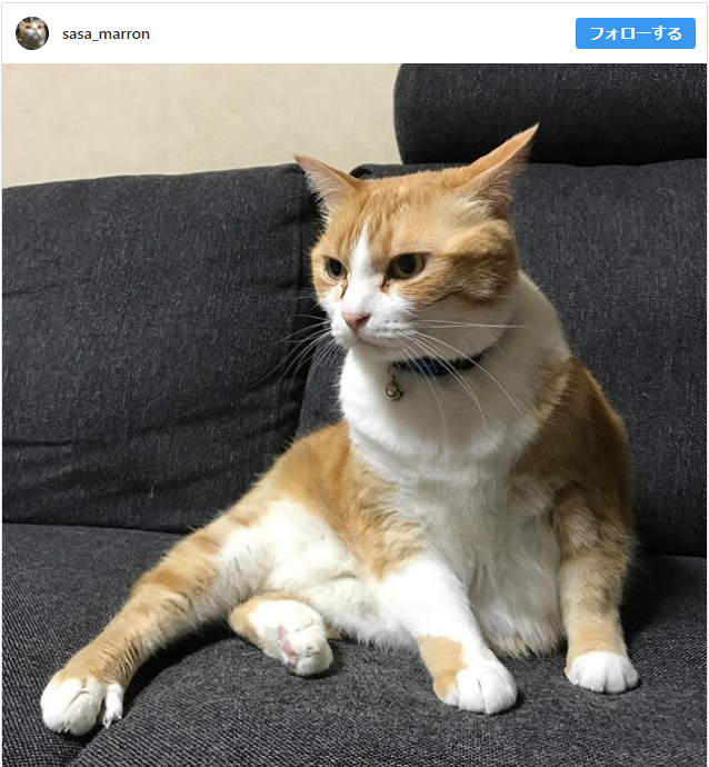 猫座り 方体調 – 猫 座り方 特徴 _ 猫の座り方6種類!座り方でわかる猫の気持ちや病気とは – HUQVK