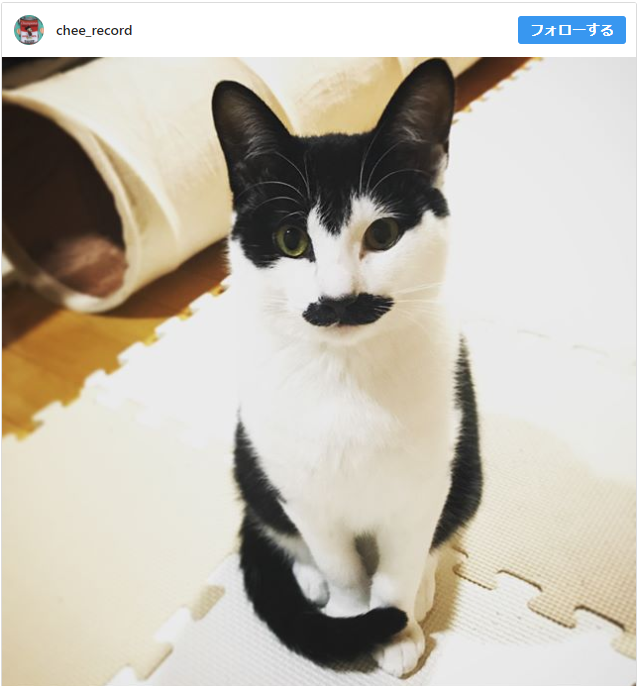 6つの猫の座り方で気持ちや病気がわかる おかしい時の見分け方も紹介