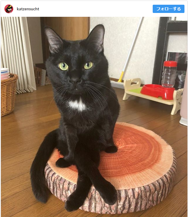 猫お座り教え方 _ 猫の気持ち 座り方 , 猫に芸を覚えさせる方法としつけへの応用術 – DADYA