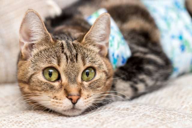 猫が嫌がらない手作り術後服 家にある物で簡単に出来る作り方3選 猫が嫌がらない手作り術後服 家にある物で簡単に出来る作り方3選