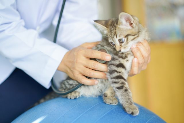 てんかんや発作を患う猫の管理