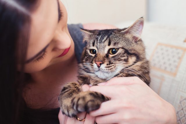 猫が添い寝してくる理由は 寝る場所で飼い主への信頼度がわかる