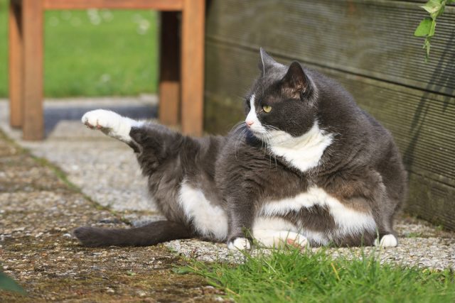 おデブな猫好き必見 ぽっちゃり猫の可愛い画像 動画18選