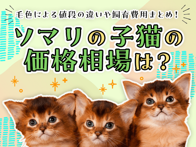 ソマリの子猫の価格相場は？毛色による値段の違いや飼育費用まとめ！