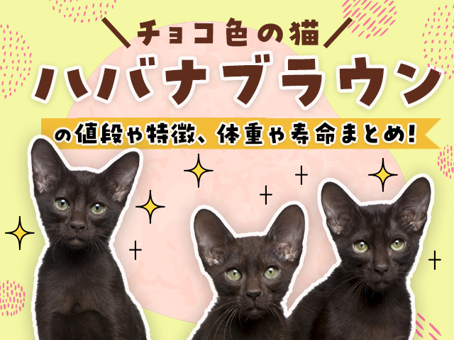 チョコ色の猫】ハバナブラウンの値段や特徴、体重や寿命まとめ！