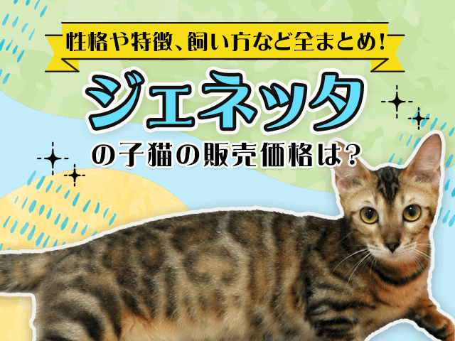 ジェ猫まとめ売り GENERATIONSの新公式キャラクター「ジェ猫」がプライズに！アリーナ