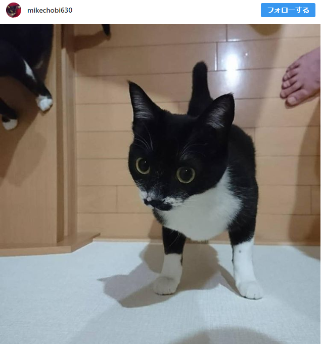 眠り猫 黒猫 ブチ シロ靴下
