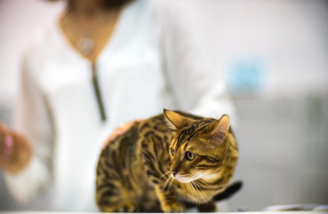 猫界の虎‼︎】トイガーの子猫の値段、性格やベンガルとの違いは？