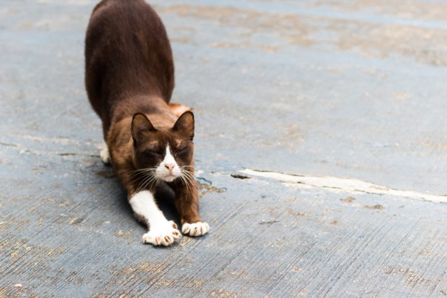 靴下模様の猫 靴下猫が生まれる理由や種類 その購入方法とは