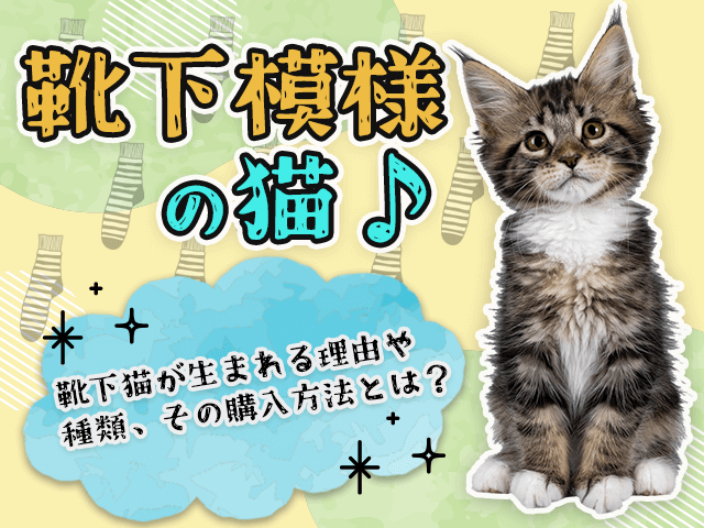 靴下模様の猫♪】靴下猫が生まれる理由や種類、その購入方法とは?