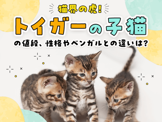 猫界の虎‼︎】トイガーの子猫の値段、性格やベンガルとの違いは？