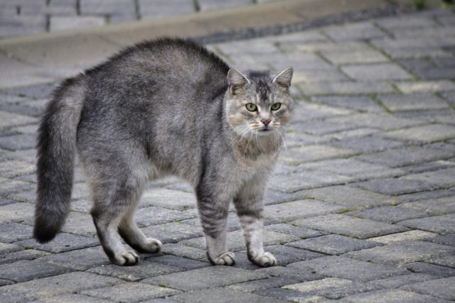 猫が威嚇する5つの理由と対処法 シャーの鳴き声の本当の理由って