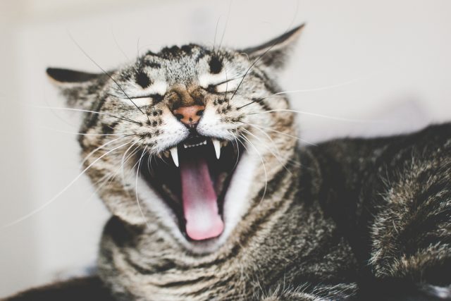 猫があくびをする本当の理由って何 あくびをする4つの意味はこれ
