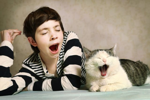 猫があくびをする本当の理由って何 あくびをする4つの意味はこれ